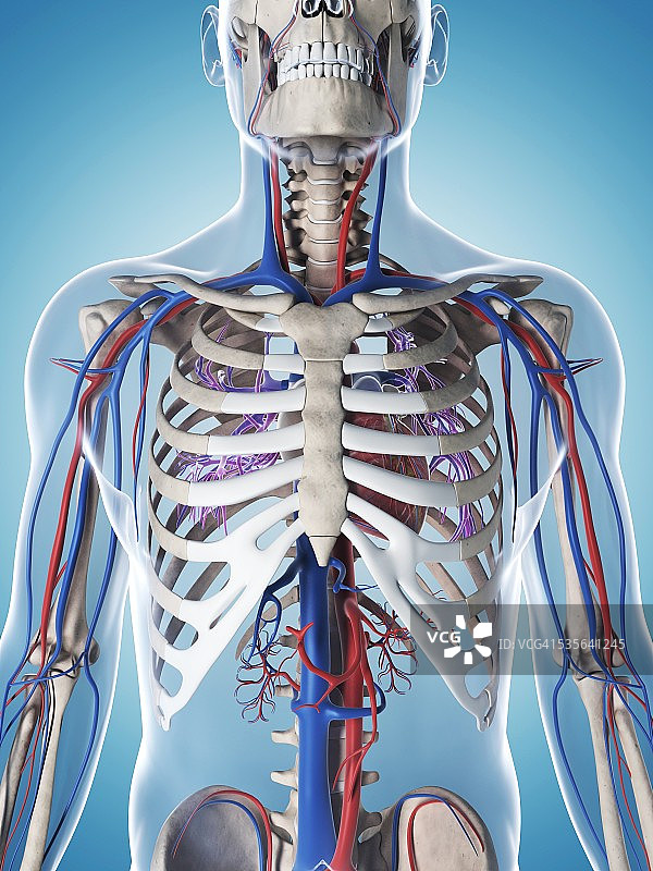 人体血管系统，插图图片素材