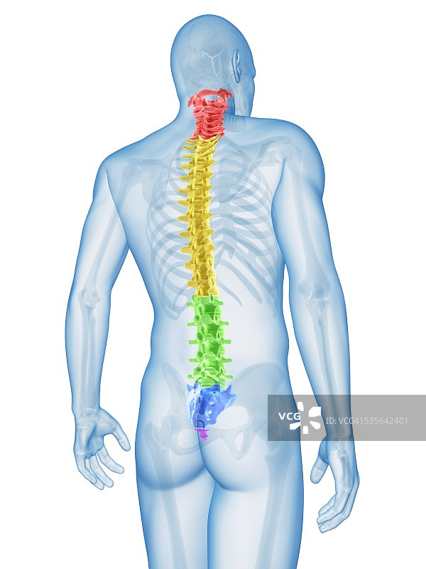 人类的脊椎,插图图片素材