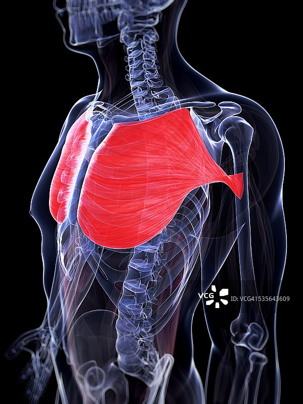 人体胸部肌肉，插图图片素材