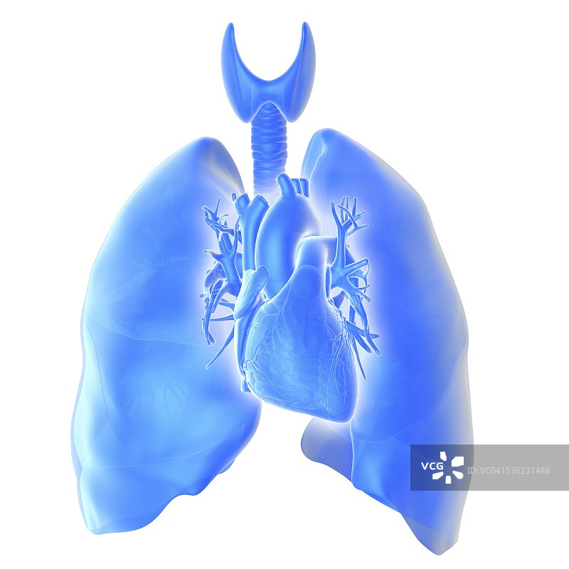 心脏和肺。电脑图像显示气管(气管，左上)，心脏(中间)和肺(右下和左上)。正常情况下，心脏的位置是在肺里面，但这里为了艺术目的显示在肺的前面。图片素材