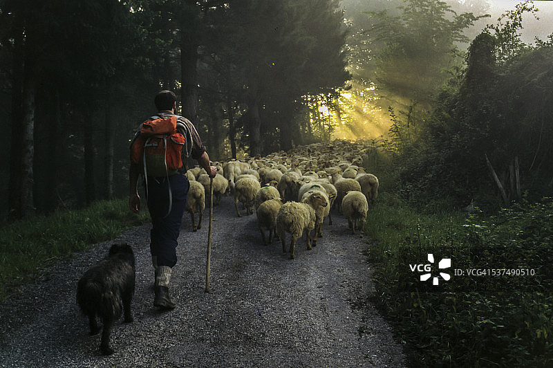 西班牙，一个牧羊人带着他的狗把羊群从山谷转移到吉布斯科亚的阿拉拉尔山脉。要花好几个小时，所以你必须在黎明破晓的时候离开。牧羊人和他的羊群。图片素材