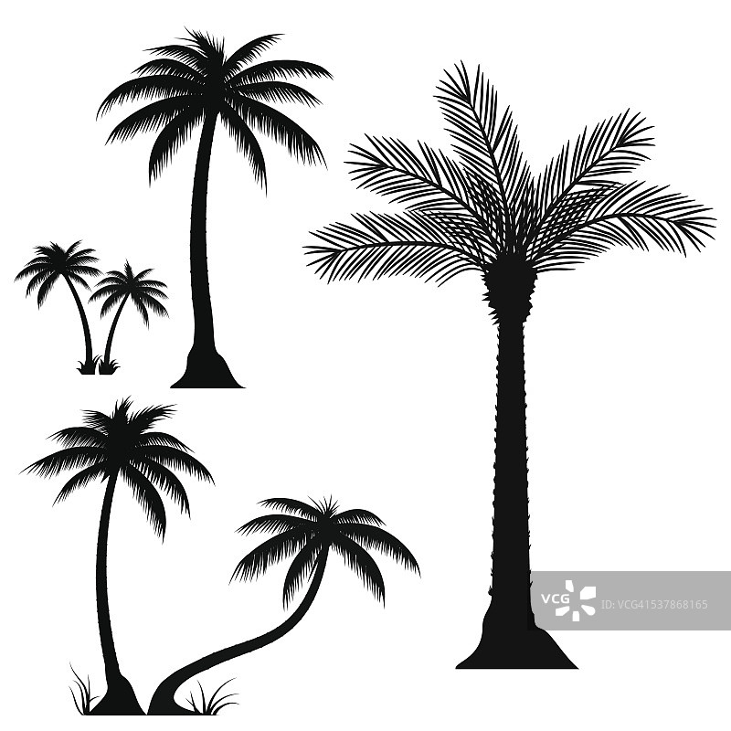 棕榈树-向量图片素材