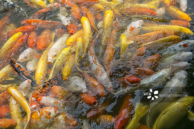 全框架组彩色中国锦鲤要求食物图片素材