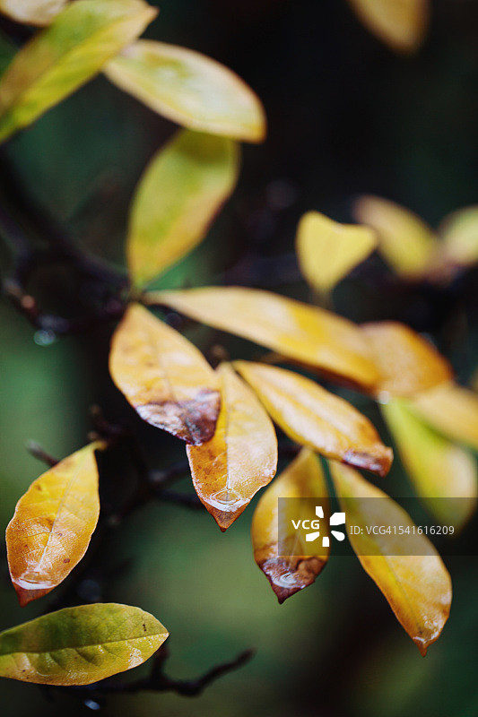 植物黄叶上收集的雨水宏观图片素材
