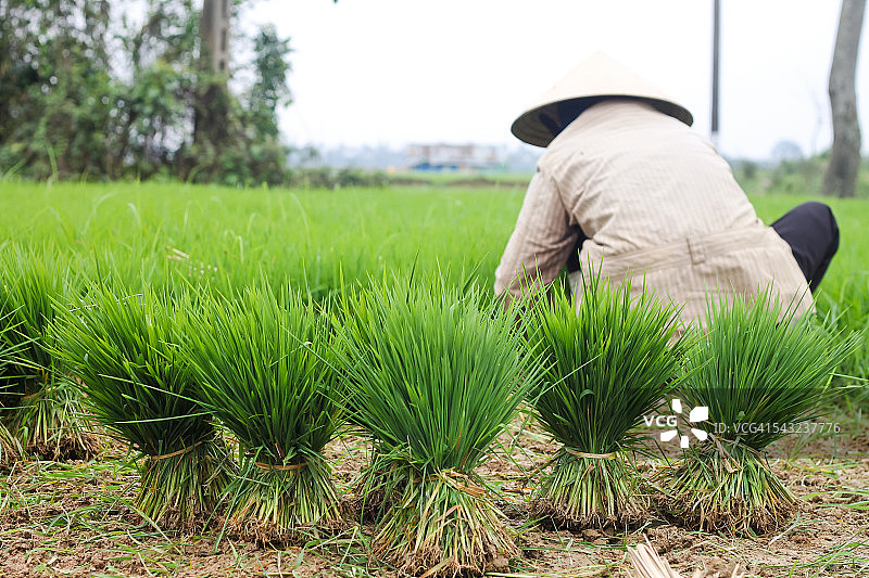 越南稻田里的秧苗图片素材