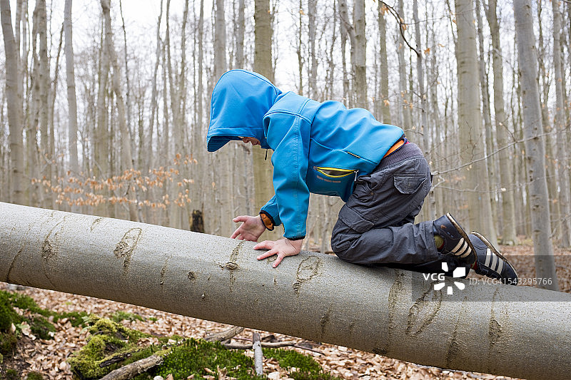 一个男孩爬在一棵倒下的山毛榉树上图片素材