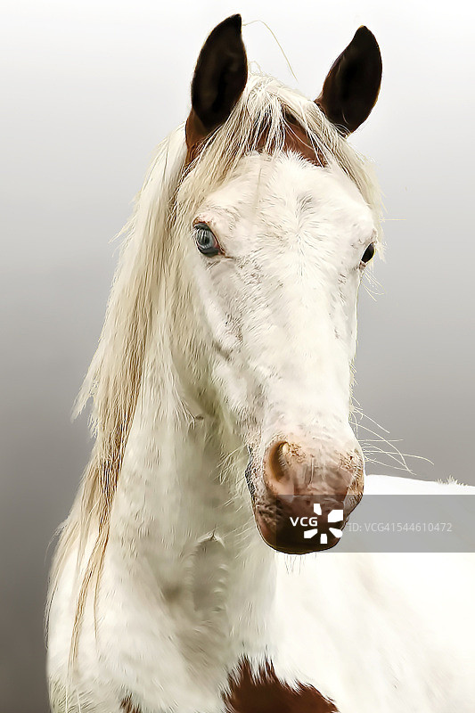 一幅白色马头的肖像。图片素材