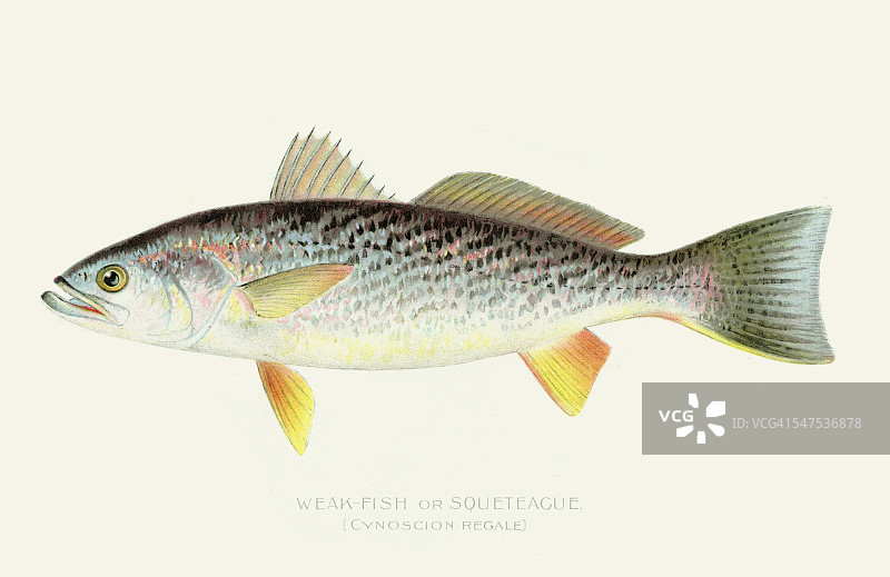 海鳟鱼插图1898图片素材