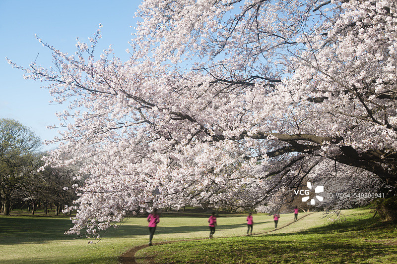 在樱桃树下奔跑的女人图片素材