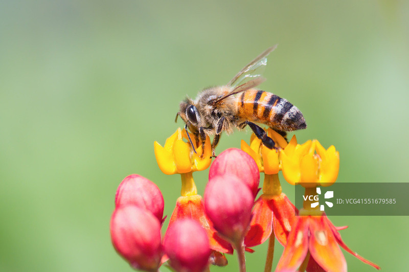 蜜蜂在蝴蝶杂草花上图片素材
