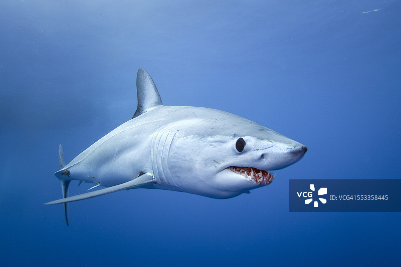 灰鲭鲨，南非图片素材