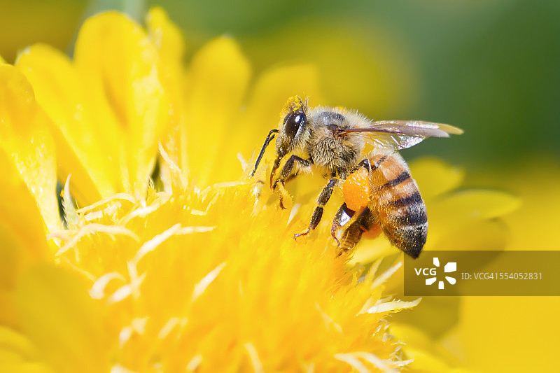 蜜蜂在黄色雏菊上采集花粉图片素材