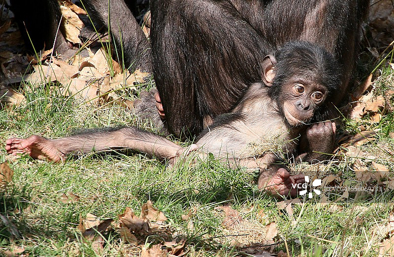 悠闲的倭黑猩猩的男孩图片素材