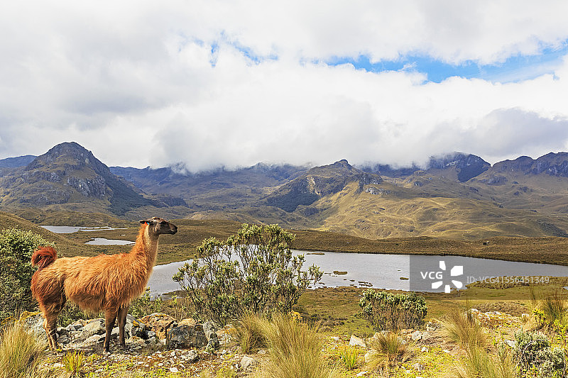 厄瓜多尔卡加斯国家公园，一只美洲驼站在泻湖前的小山上图片素材