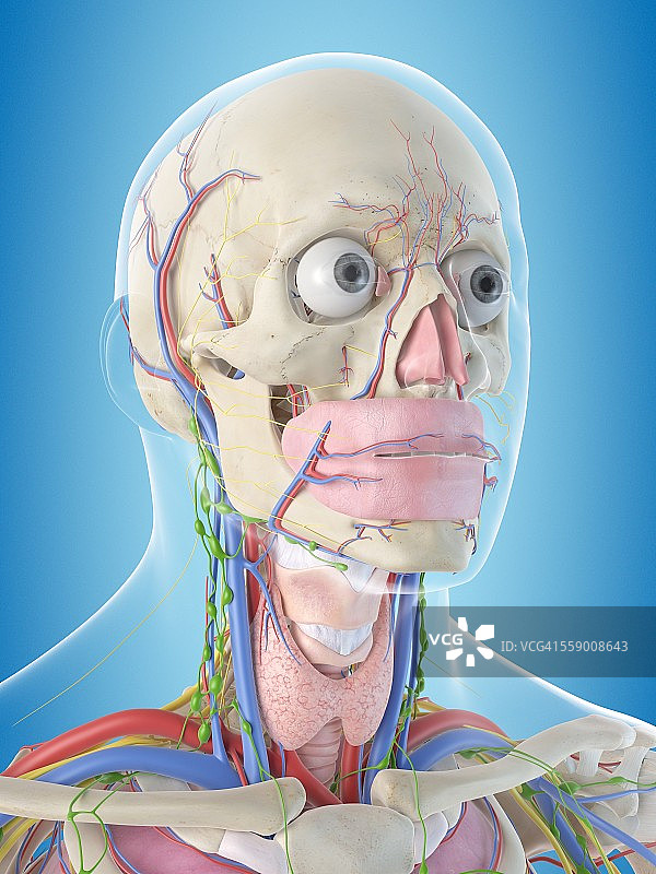 人体解剖学、插图图片素材