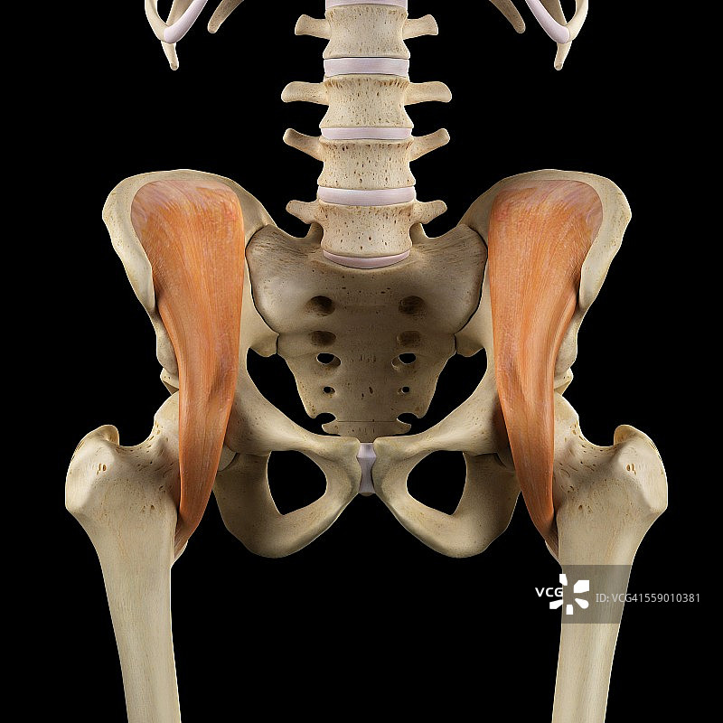 人体骨盆肌肉，插图图片素材