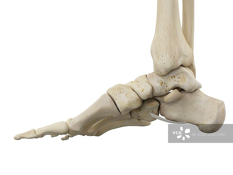 人体足部解剖学，说明图片素材