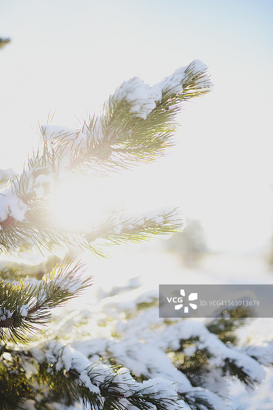 太阳在被雪覆盖的树枝上耀斑图片素材