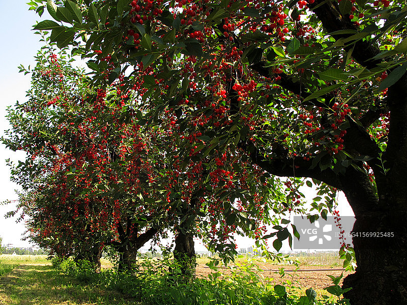 栽培的樱桃树上成熟的红樱桃图片素材