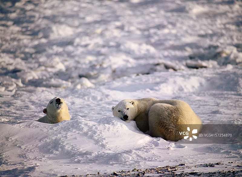 两只北极熊在冰上休息。北极熊。哈德逊湾，马尼托巴，加拿大。图片素材