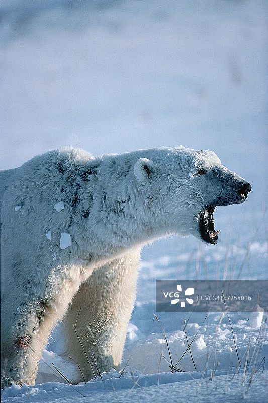 北极熊打呵欠。无线电maritimus。哈德逊湾,加拿大。图片素材