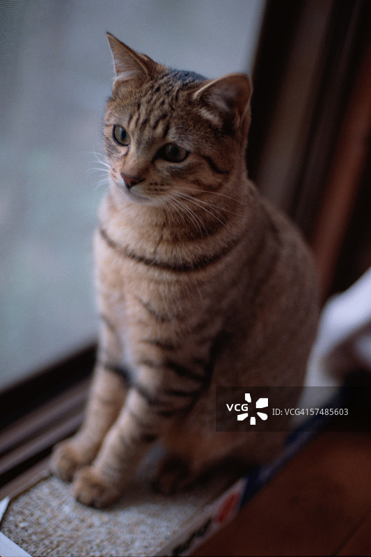 家猫坐在窗台上图片素材