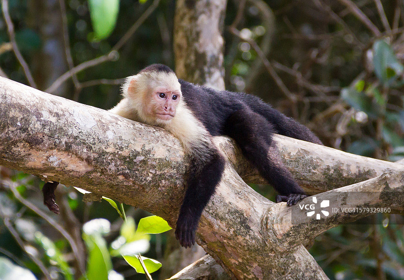 卷尾猴，曼纽尔安东尼奥国家公园，哥斯达黎加图片素材