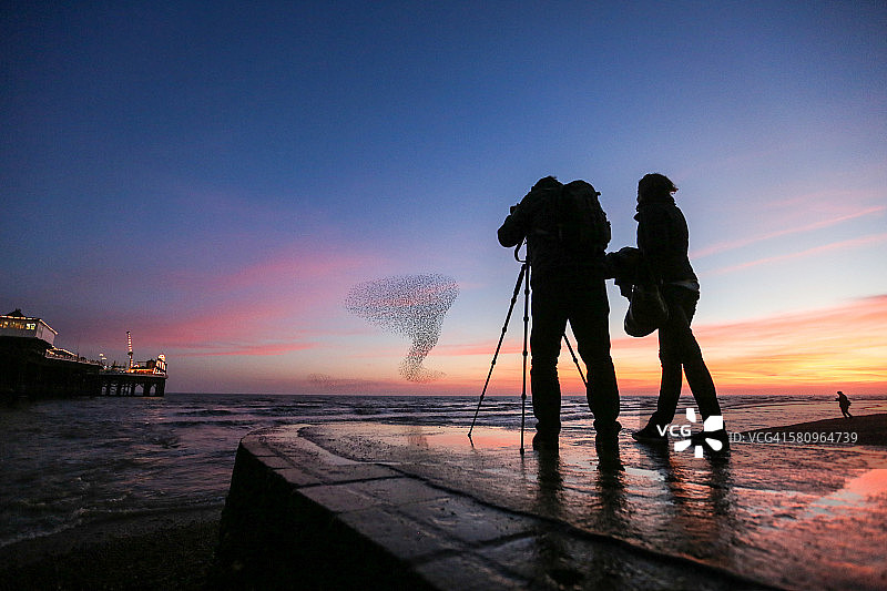 一对夫妇正在拍摄一群椋鸟图片素材