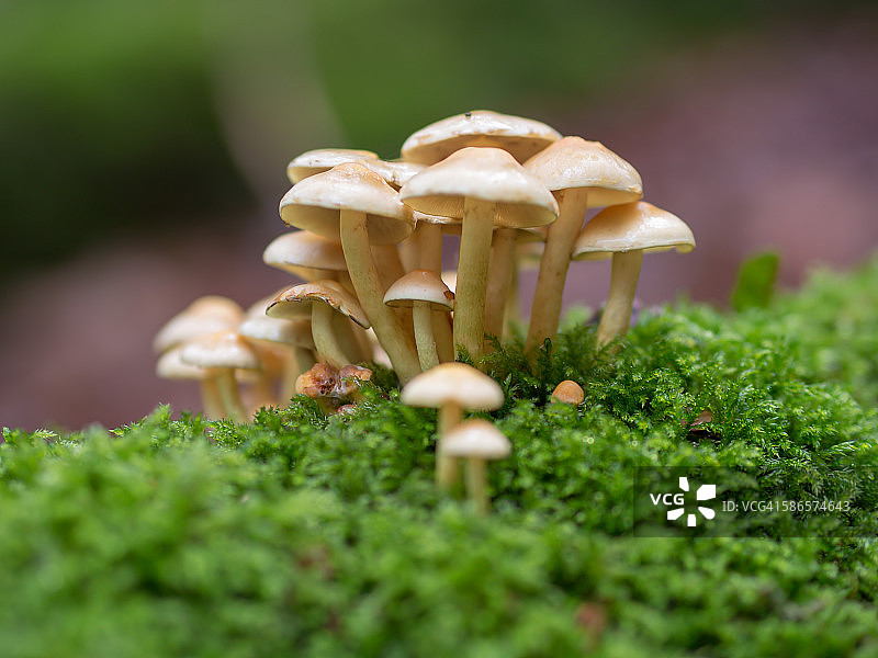 苔藓上的小蘑菇图片素材