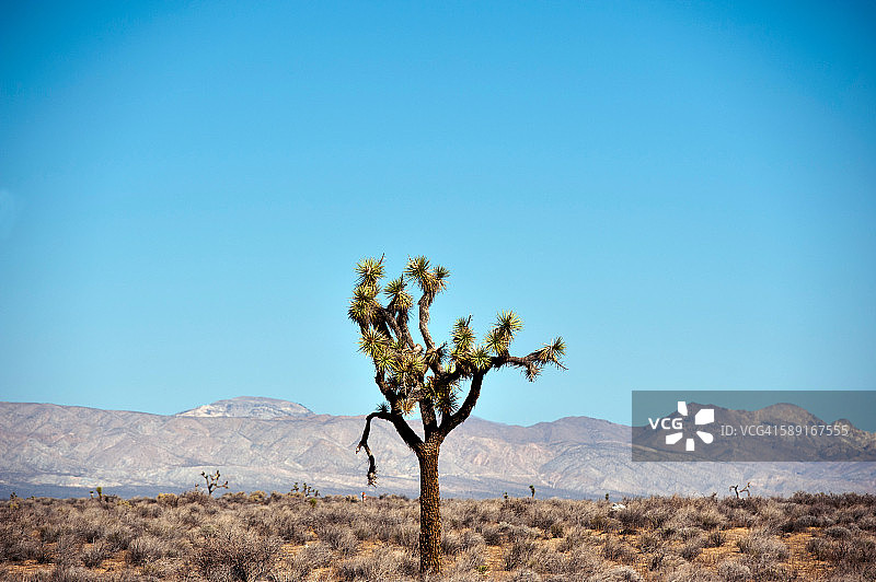 美国加利福尼亚州莫哈韦沙漠的约书亚树图片素材