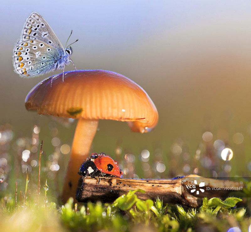 宏观童话(瓢虫和蝴蝶)图片素材