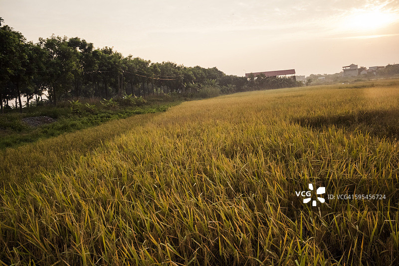 越南宁平清晨的金色稻田图片素材