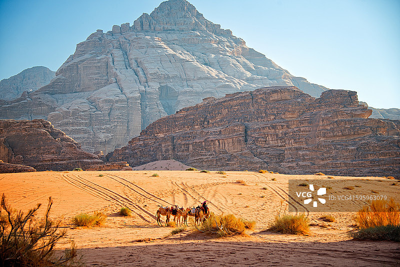 约旦瓦迪拉姆的骆驼图片素材