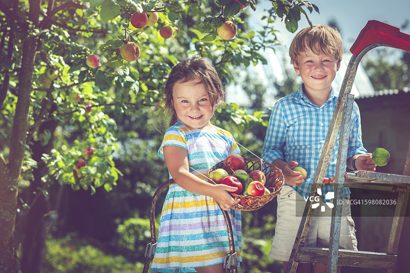 小女孩和小男孩在树上摘苹果图片素材