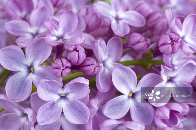 紫丁香花闭合了图片素材