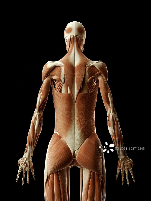 人体肌肉系统，插图图片素材