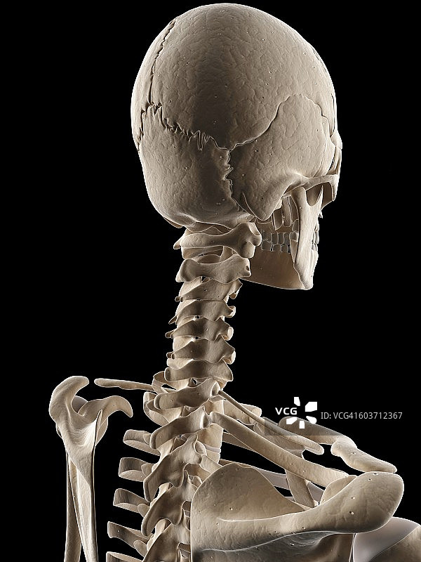 人体颈椎，插图图片素材