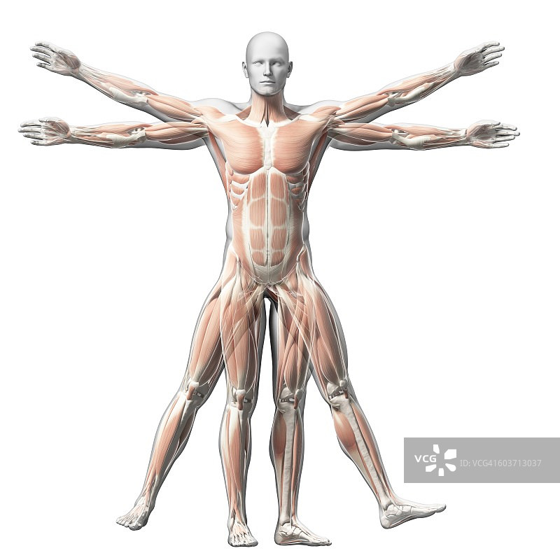 维特鲁威人的肌肉，插图图片素材