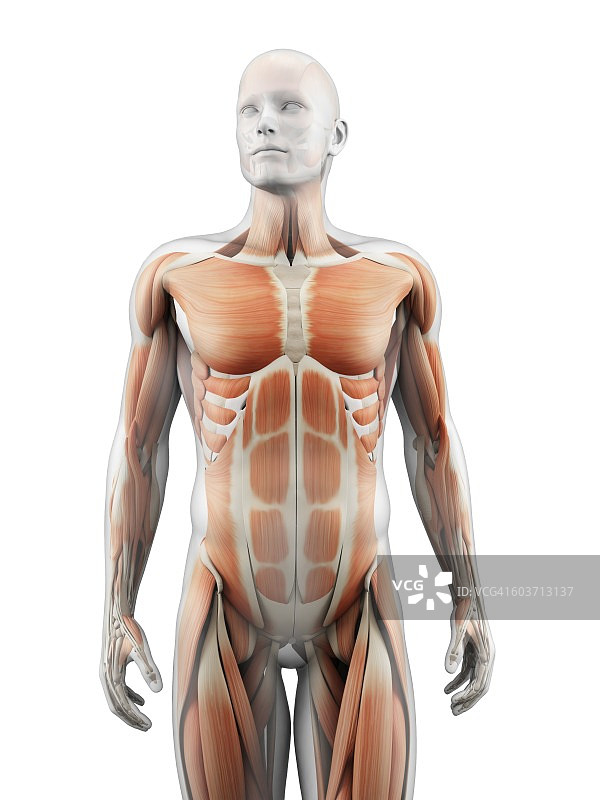 人体肌肉系统，插图图片素材