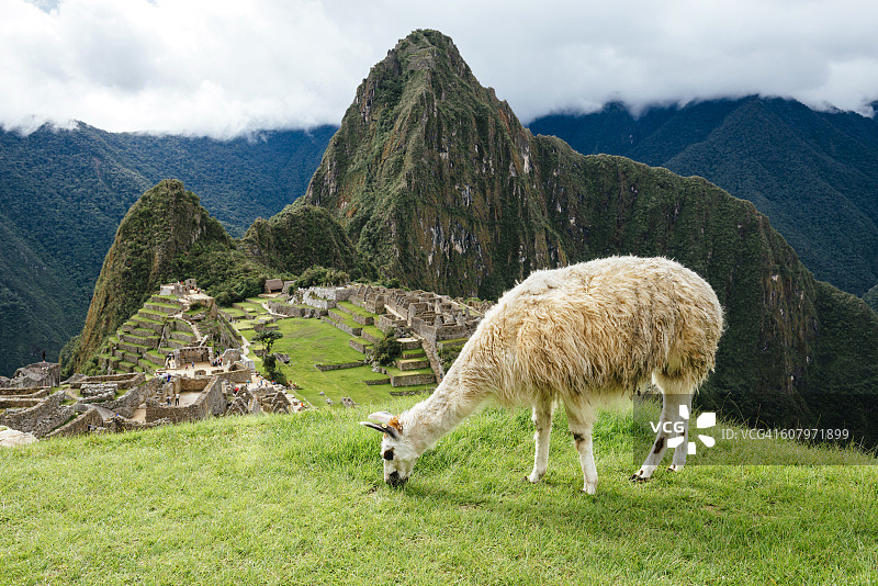 秘鲁，白色美洲驼在马丘比丘城堡和怀纳比丘山上吃草图片素材
