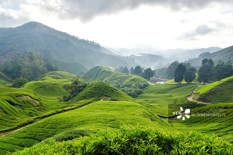 茶叶种植园Cameron高原马来西亚亚洲图片素材