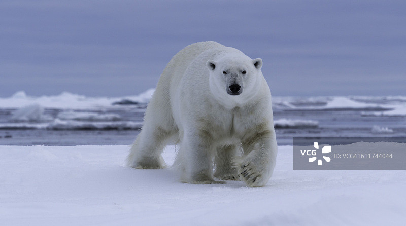 北极熊浮冰图片素材