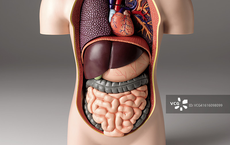 胃疼模型图片素材