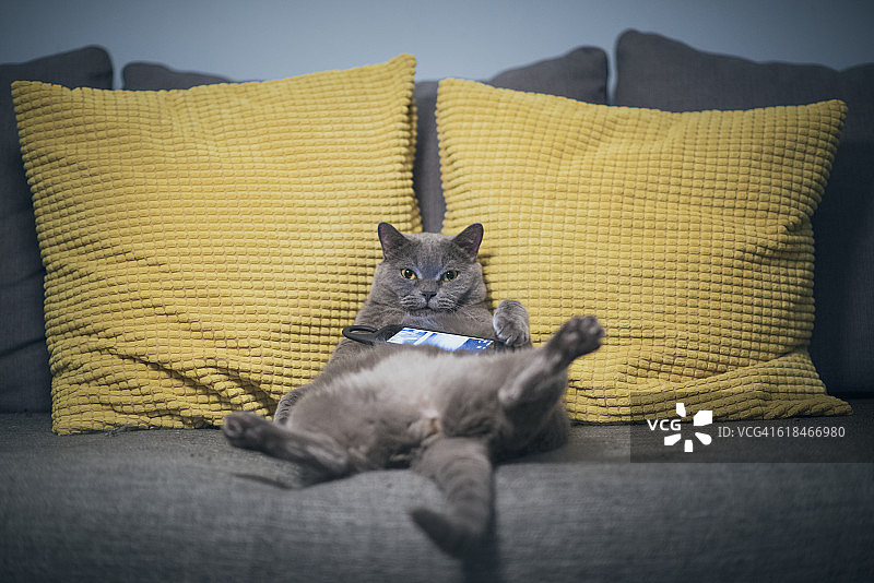 懒猫正靠在沙发上玩手机图片素材