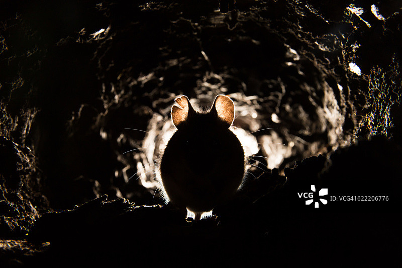 木鼠(森林姬鼠)图片素材