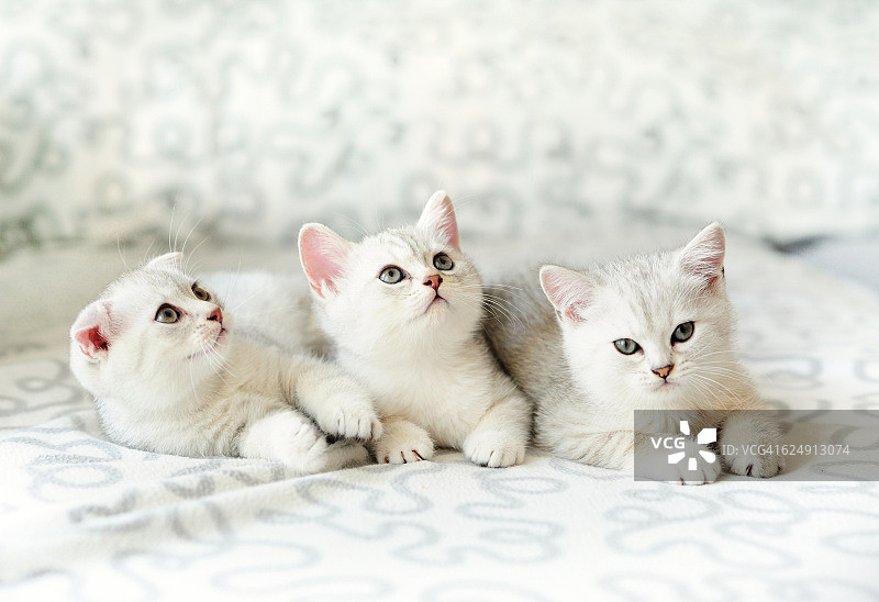 三只小猫在沙发上图片素材