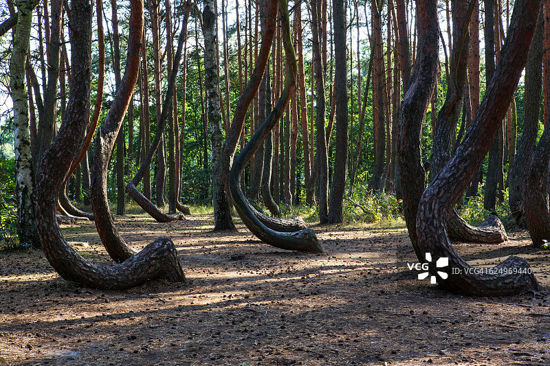 弯曲森林(波兰:Krzywy Las)，一片形状奇特的松树林(波兰/西波美拉尼亚)图片素材