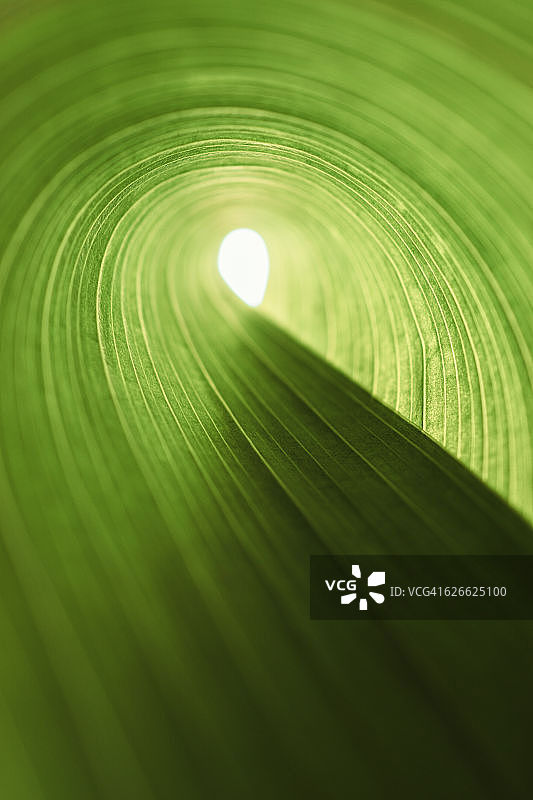 绿色的树叶隧道图片素材