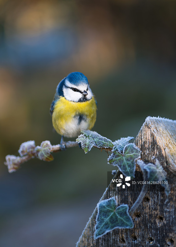 冬天的蓝山雀栖息在被白霜覆盖的常春藤枝上。图片素材