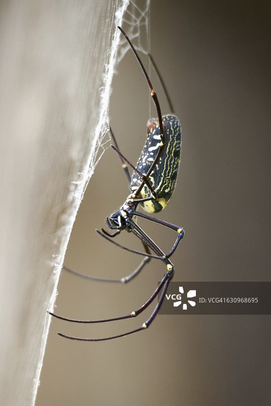 雌性木蜘蛛的特写图片素材